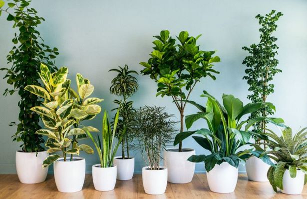 ideen-fur-pflanzen-im-freien-70 Ideen für Pflanzen im freien