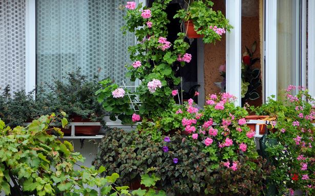 südbalkon pflanzen für pralle sonne bilder