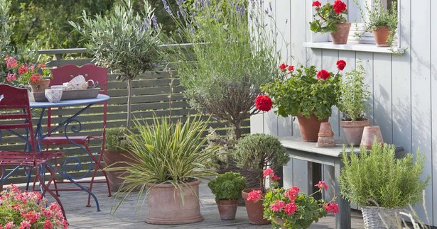 Balkonpflanzen südbalkon