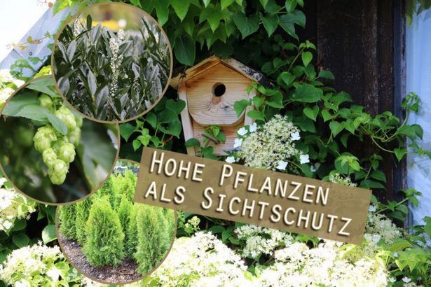 naturlicher-sichtschutz-fur-garten-24_17 Natürlicher sichtschutz für garten