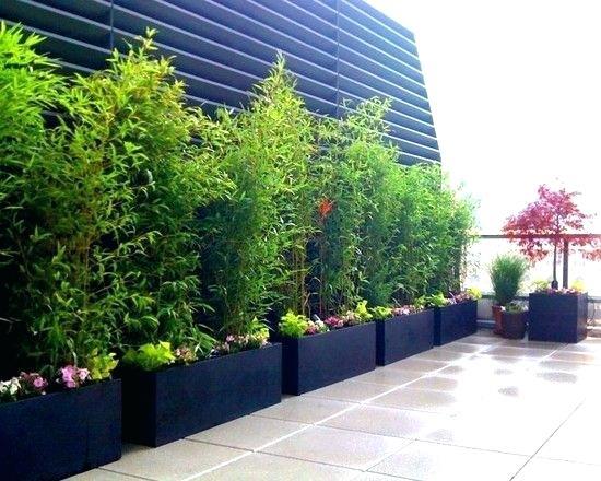 terrassen-sichtschutz-mit-pflanzen-70_13 Terrassen sichtschutz mit pflanzen
