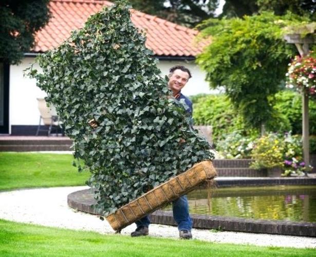 Welche pflanze als sichtschutz im garten