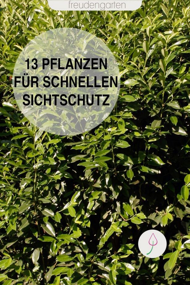 welche-pflanze-als-sichtschutz-im-garten-06_9 Welche pflanze als sichtschutz im garten