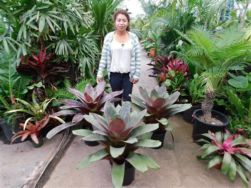 garten-mit-tropischen-pflanzen-76 Garten mit tropischen Pflanzen