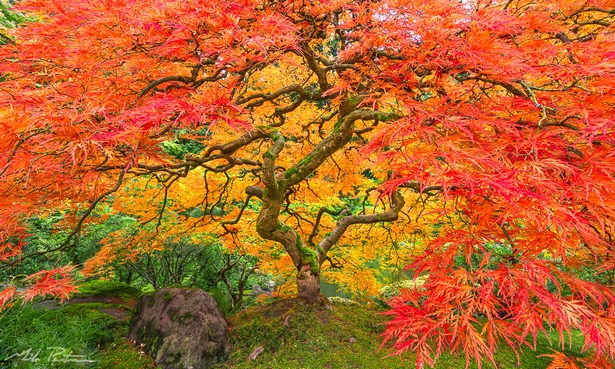 japanische-gartenbaume-37 Japanische Gartenbäume