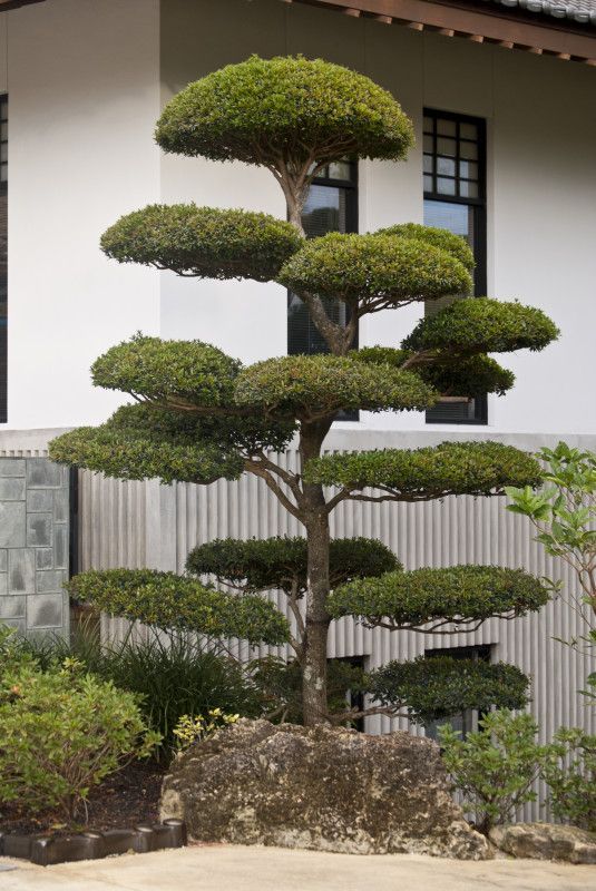 japanische-gartenbaume-37_13 Japanische Gartenbäume