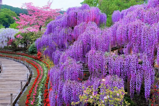 japanischer-blumengarten-51_12 Japanischer Blumengarten
