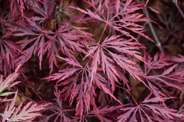 pflanzen-fur-einen-japanischen-garten-27_3 Pflanzen für einen japanischen Garten