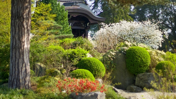 pflanzen-fur-einen-japanischen-garten-27_7 Pflanzen für einen japanischen Garten