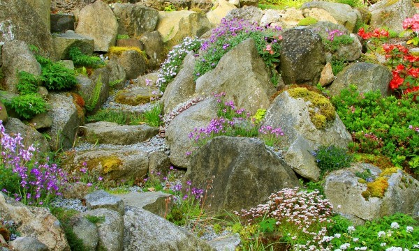 pflanzen-fur-einen-steingarten-15_10 Pflanzen für einen Steingarten