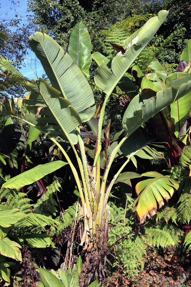 tropisch-aussehende-pflanzen-46_13 Tropisch aussehende Pflanzen