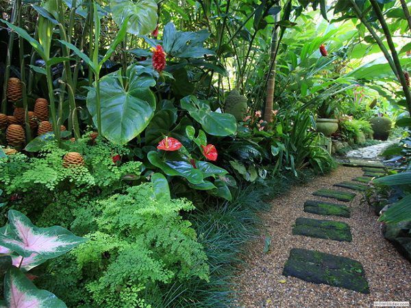 tropisch-aussehende-pflanzen-46_17 Tropisch aussehende Pflanzen