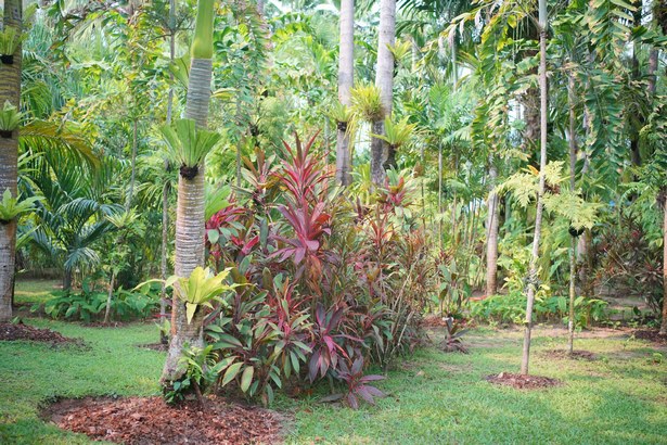 tropische-gartenpflanzen-45_6 Tropische Gartenpflanzen