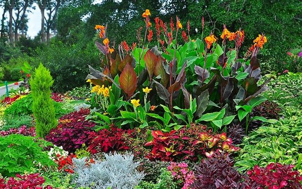 tropische-gartenpflanzen-45_7 Tropische Gartenpflanzen