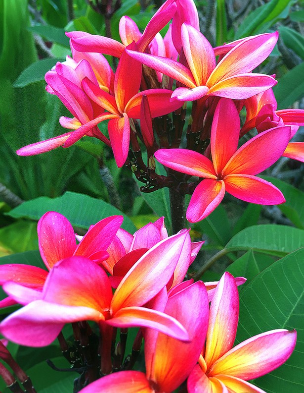 tropischer-blumengarten-25_4 Tropischer Blumengarten