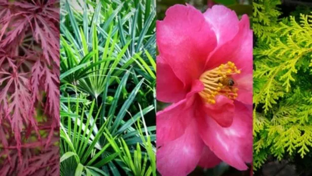 die-besten-pflanzen-fur-den-japanischen-garten-39_10-2 Die besten Pflanzen für den japanischen Garten