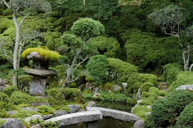 die-besten-pflanzen-fur-den-japanischen-garten-39_9-19 Die besten Pflanzen für den japanischen Garten