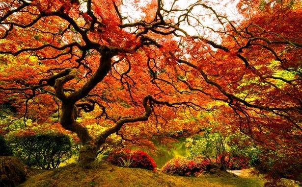 erstaunliche-japanische-garten-46-2 Erstaunliche japanische Gärten