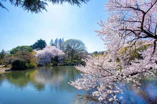 parks-und-garten-in-japan-84_14-7 Parks und Gärten in Japan