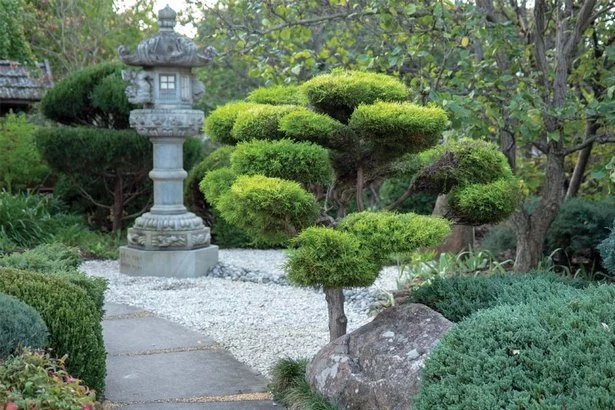 pflanzen-fur-den-garten-im-japanischen-stil-67_7-17 Pflanzen für den Garten im japanischen Stil