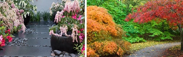 pflanzen-fur-japanische-garten-australien-80-2 Pflanzen für japanische Gärten Australien
