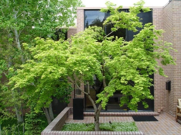zeitgenossische-baume-fur-garten-25_7-18 Zeitgenössische Bäume für Gärten