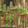 Cottage fencing ideas