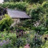 Cottage garden shrubs ideas