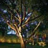Landscape tree lighting ideas