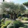 Mediterranean garden design ideas