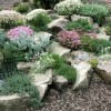 Rock garden ideas plants
