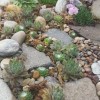 Succulent rock garden ideas