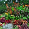 Tropical planter ideas