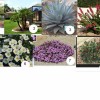 Arizona Landschaftsbau Pflanzen