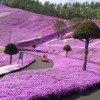 Japanischer Blumengarten