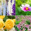 Englische Gärten Blumen