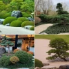 Immergrüner japanischer Garten