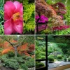 Japanische Gartenpflanzen